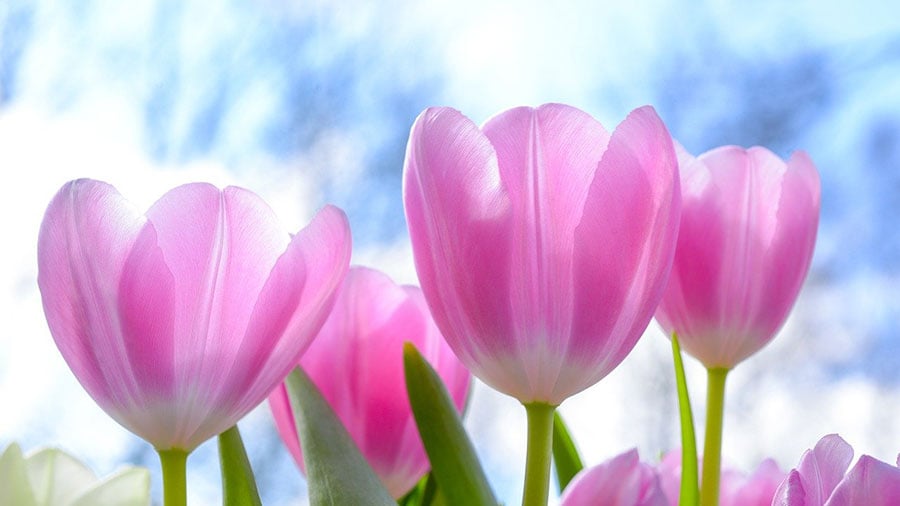 3月の誕生月の花である「チューリップ」のイメージ