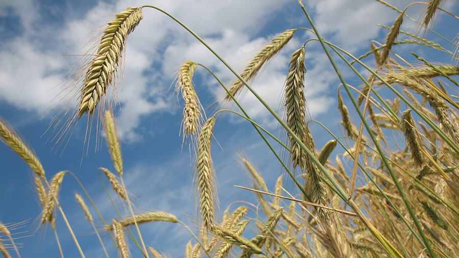 穀物が豊かに実ることを表す「穣」のイメージ
