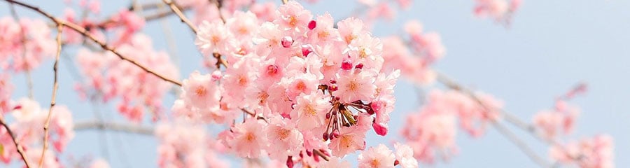 春の花を表す漢字のイメージ