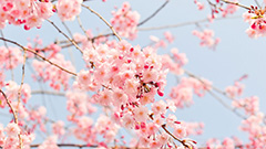 春をイメージする漢字で名前を探す