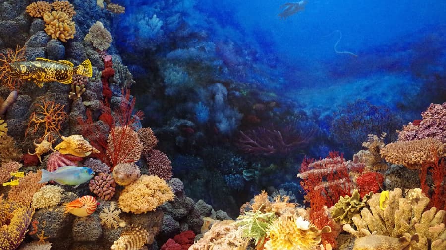 自然界の「サンゴ（珊瑚）」のイメージ