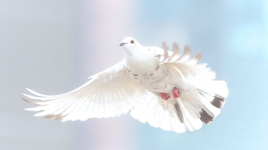 平和を象徴する鳩のイメージ