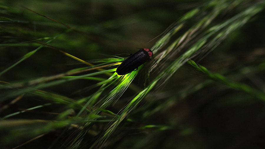 光を放つ昆虫の「蛍」のイメージ