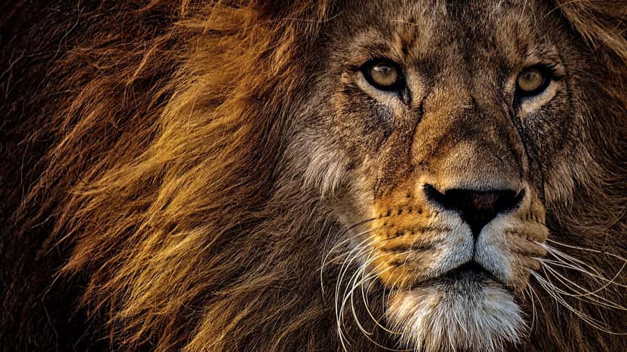 動物の「獅子（しし）」のイメージ