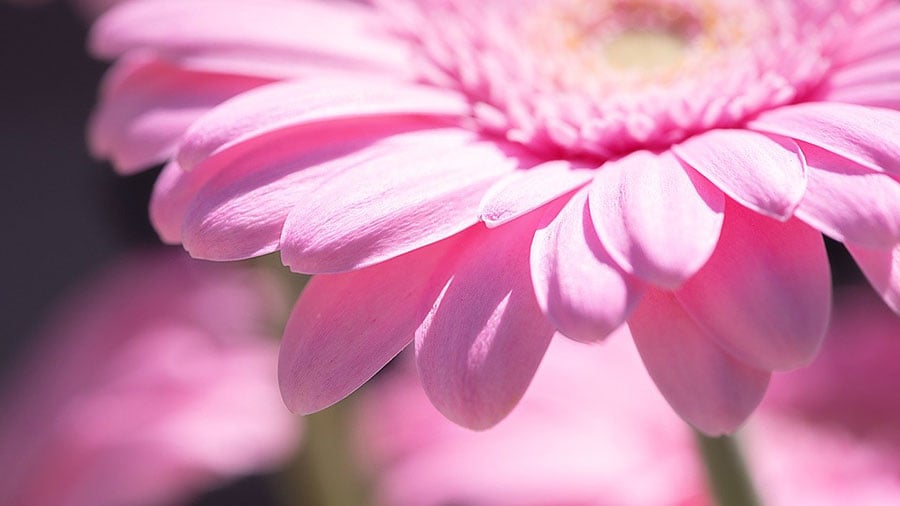 「真実の愛」を花言葉に持つピンクのマーガレットのイメージ