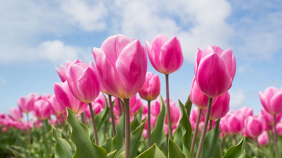 「幸福」の花言葉を持つピンクのチューリップ