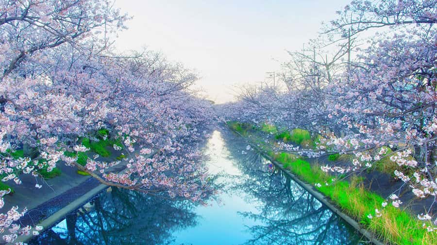 植物の「サクラ（桜）」のイメージ