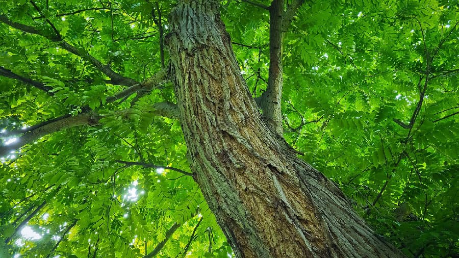 逞しい樹木から「太」のイメージ