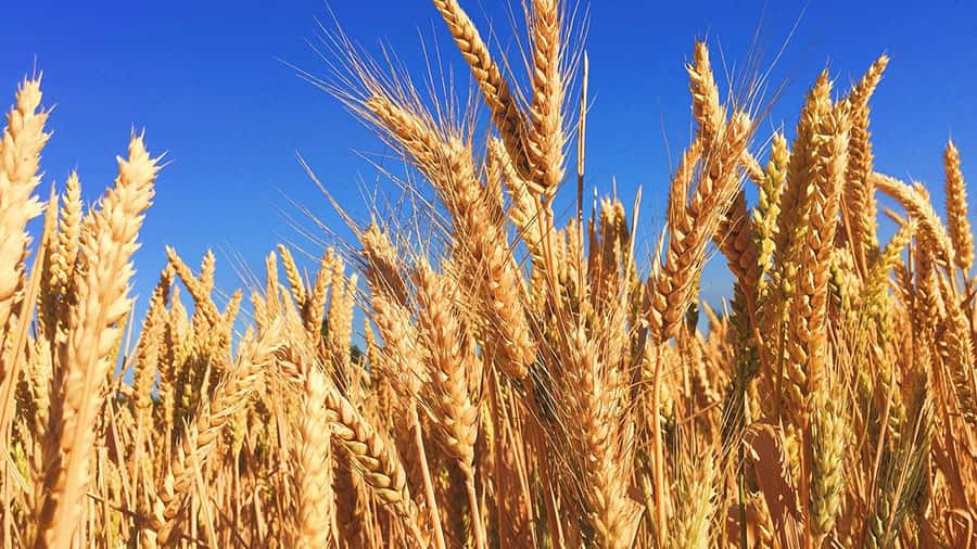 穀物の成熟、実りを表す「稔」のイメージ