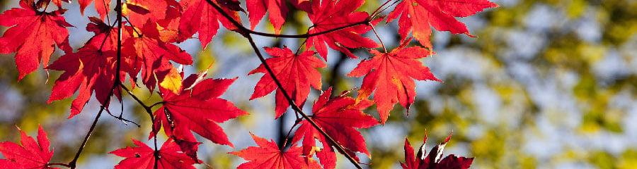 秋の色のイメージ