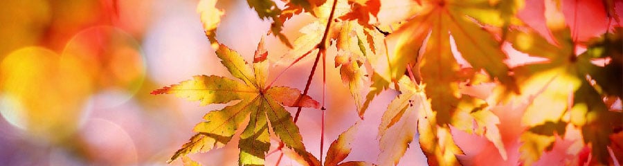 秋の花を表す漢字のイメージ