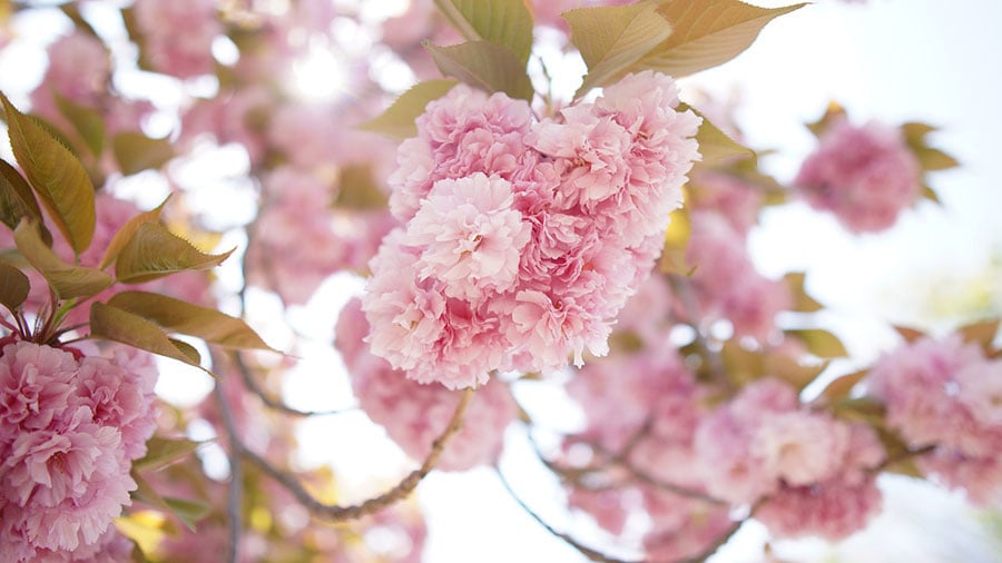 [イメージ]「花」「芽」「菜」「桜」など花を表す漢字を含む名字まとめ